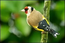 Le chardonneret est un passereau...