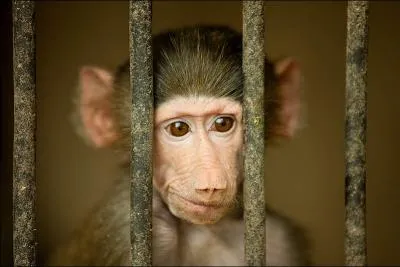 Il est le hros de la srie  Prison Break  et de  Dinotopia  !