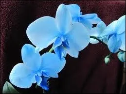 Quelle est cette fleur ?