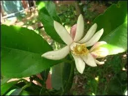 Quelle est cette fleur ?