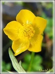 Quelle est cette fleur ?