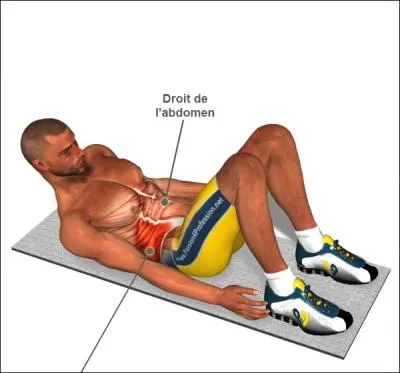 Comment les muscles abdominaux situs sur les flancs de l'abdomen sont-ils nomms ?