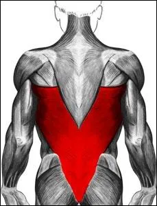 Quelle est la dnomination commune de ces muscles ?