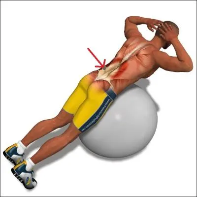 Quel ensemble musculaire cet homme est-il en train de renforcer ?