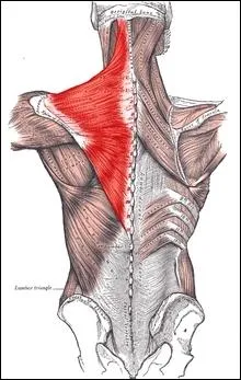 Ce groupe musculaire se divise en trois parties :  suprieure ,  moyenne  et  infrieure . Ce sont...