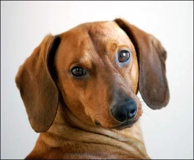 Quelle est la race de ce chien venant d'Allemagne ?