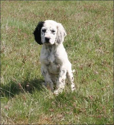 Quelle est la race de ce chien qui est d'origine britannique ?