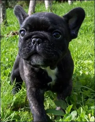 Quelle est la race de ce chiot ?