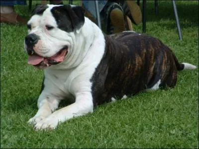 Quelle est la race de ce chien ?