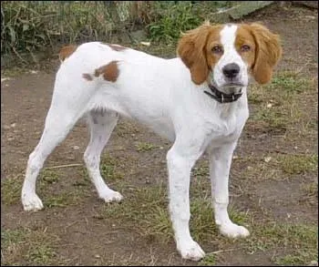 Quelle est la race de ce chien ?