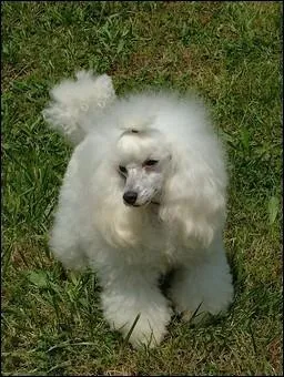 Quelle est la race de ce chien ?