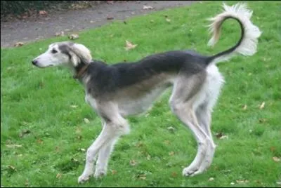 Quelle est la race de ce chien ?