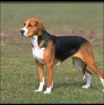 Quelle est la race de ce chien ?