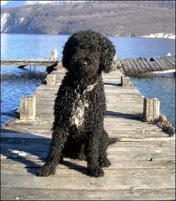 Quelle est la race de ce chien ?