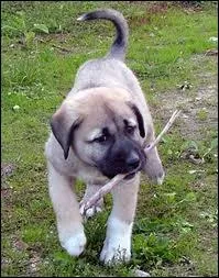 Quelle est la race de ce chien ?