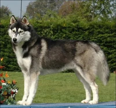 Quelle est la race de ce chien ?