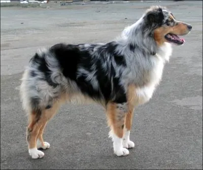 Quelle est la race de ce chien pesant de 20  30 kilos ?