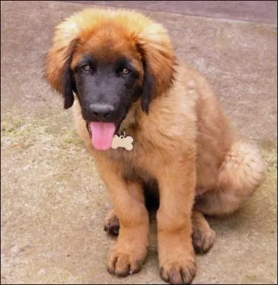 Quelle est la race de ce chien ?