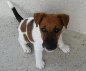 Quelle est la race de ce chien ?