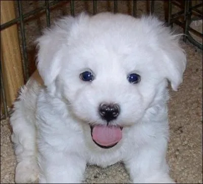 Quelle est la race de ce chien venant d'Italie ?