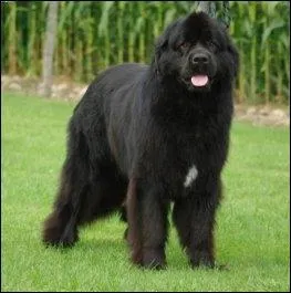 Quelle est la race de ce grand chien ?