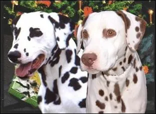 Quelle est la race de ce chien ?