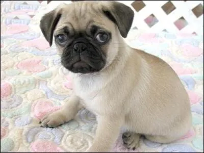 Quelle est la race de ce chien pesant de 6  10 kilos ?