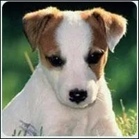 Quelle est la race de ce chien venant d'Angleterre ?