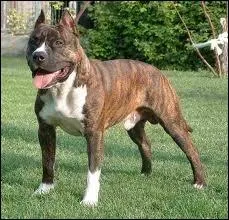 Quelle la race de ce chien ?