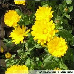 Les fleurs de soucis sont comestibles :