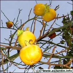 Le fruit du plaqueminier est la papaye :