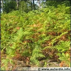 La fougre aigle est trs toxique pour l'homme voire mortelle si elle n'est pas cuite :