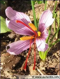 Il faut 100 fleurs de crocus pour produire 1 g de safran :