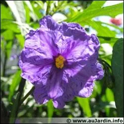 Cette fleur est appele  pomme kangourou  :