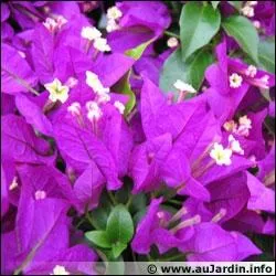 L'insecte qui fait prir le bougainvillier est l'araigne rouge :