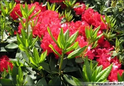 On fait d'excellentes confitures avec les fleurs de rhododendron :