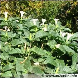 La datura est une plante carnivore :