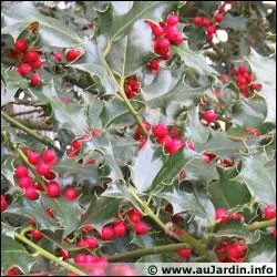 Les baies du houx sont toxiques :