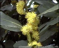 Le laurier sauce est toxique :