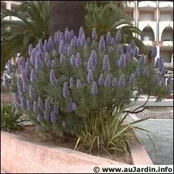 La viprine est une plante rpulsive pour les reptiles :