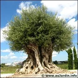 Cet arbre est un baobab :