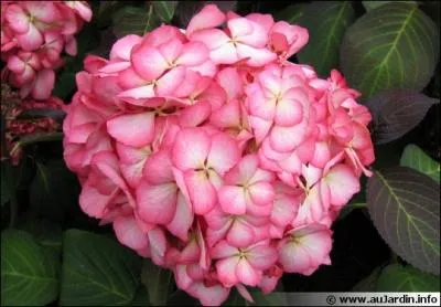 L'hortensia est  l'origine de couleur bleue, il faut l'arroser avec un sulfate de fer pour le rendre rose :