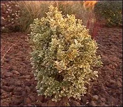 Le fusain est une plante toxique :