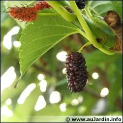 La mre du mrier platane peut tre consomme en confiture :