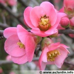 Quiz Plantes