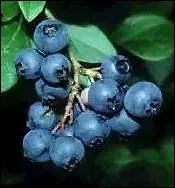 C'est exclusivement le mlange de ce fruit mlang au vin blanc qui donne  la boisson l'appellation de  kir  :