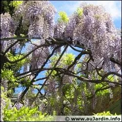 La glycine est une fleur toxique :