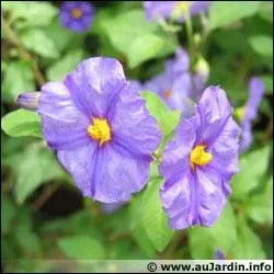 Cet arbuste de la famille des solanaces est appel  arbre  gentianes  :
