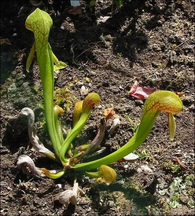 La darlingtonia est une plante carnivore appele  plante cobra  :