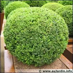 Le buis est toxique :